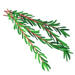 rosemary