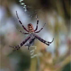 Spinne