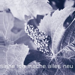 weinreb