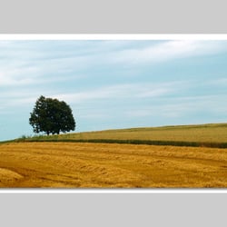Fotografie-Natur Copyright 