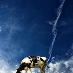 Kuhimhimmel
