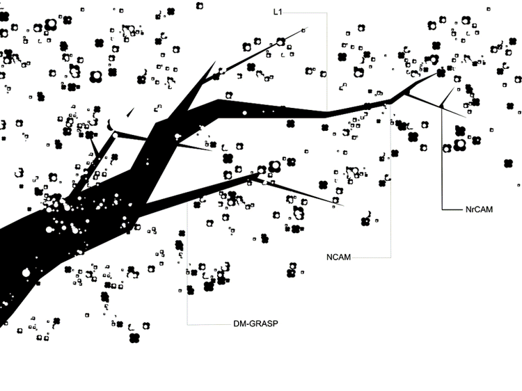 Wissenschaftliche Illustration