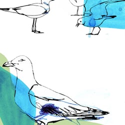 Möwen