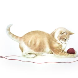 “CATCH ME IF YOU CAN“ Tierillustration – Aquarell