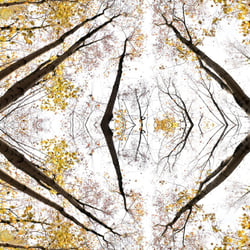 Giant Trees XI – Kaleidoskop