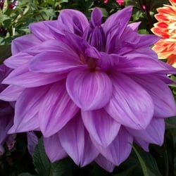 Natur 2012 Blumen
