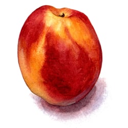 Nektarine – Aquarell