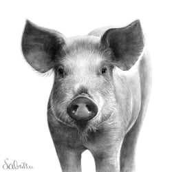 Schwein Graphitzeichnung