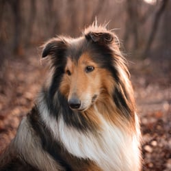 Tierfotografie