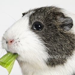 Meerschweinchen