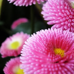 Natur – Makrofotografie