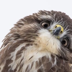 Mäusebussard im Winter