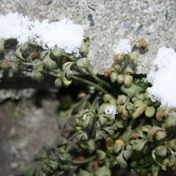 Eiskristalle