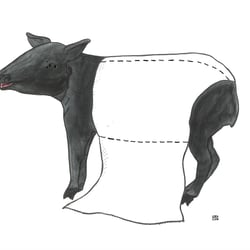 Klotapir