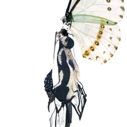papillon 001