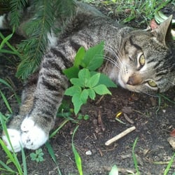 Cat and Nature 5