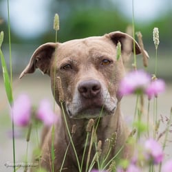 Lovely Pit