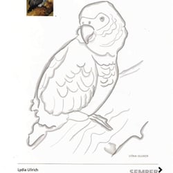Illustration Graupapagei