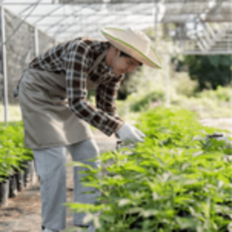 Weed Consultantsllc.