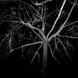 Rabenbaum