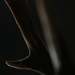 bockgeweih