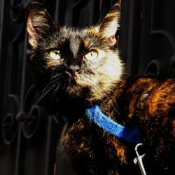 3336 Katze