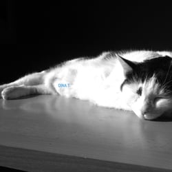Bastet in Black and White