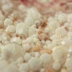 Fotografie aus der Reihe „Rhizopus“