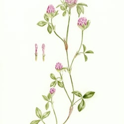 Botanische Kunst