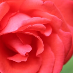 Natur 2012 Blumen Rosen