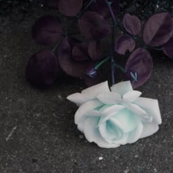 Flowers / Blumen 2012 Teil 04