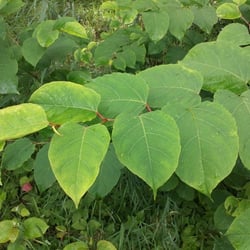Natur 2012