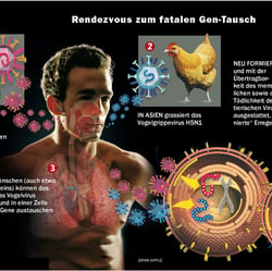 VOGELGRIPPE / BIRD VIRUS
