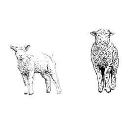 Illustration, Lamm