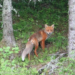 Fuchs