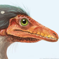 Compsognathus Dinosaurier