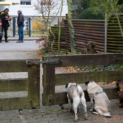 mensch und mops 3
