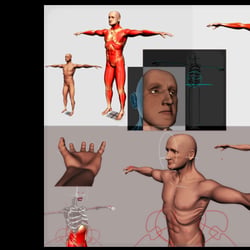 Anatomy Modeling & Rigging 2005
