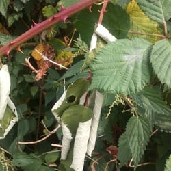 Natur 2012 Bäume
