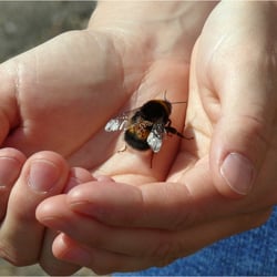 kranke Hummel