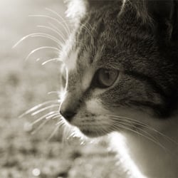 Chat