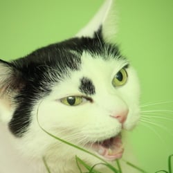 Bastet the Cat
