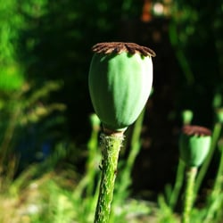Flower III.