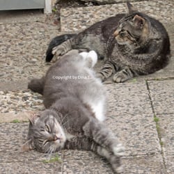 Cats Juli 2014 © by Dina.T