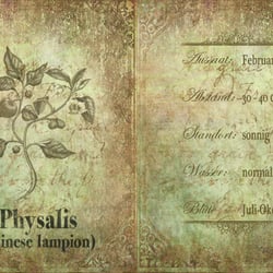 Physalis
