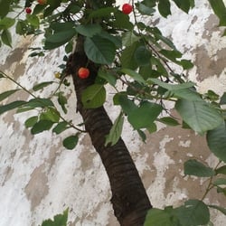 Kirschbaum 04