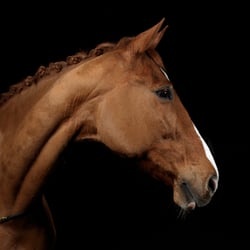 Pferd