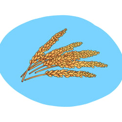 wheat illustration