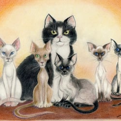 Family Cats