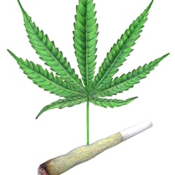 Cannabis
